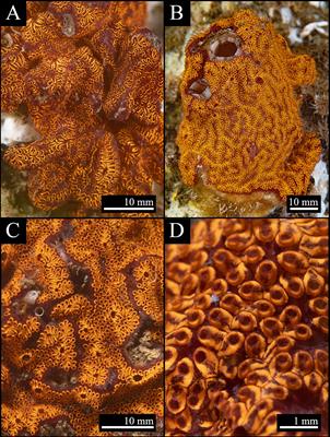 Untargeted Metabolomics Yields Insights Into the Lipidome of Botrylloides niger Herdman, 1886, An Ascidian Invading the Mediterranean Sea